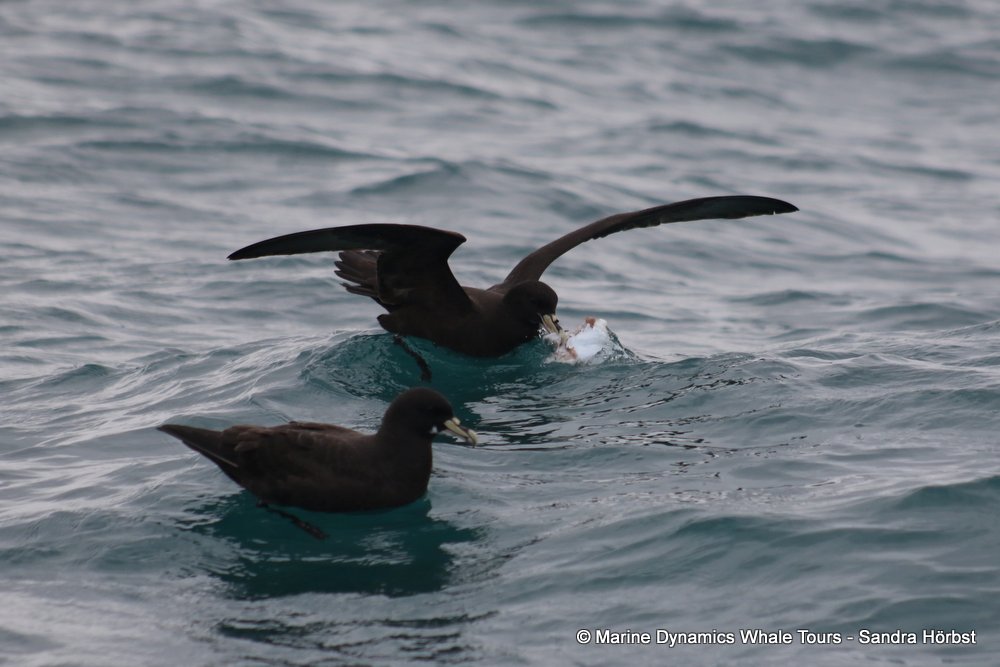 Marine Big 5 Daily Blog 14 September