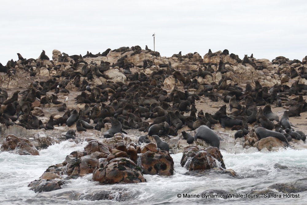 cape fur seal, whale watching, gansbaai, south africa