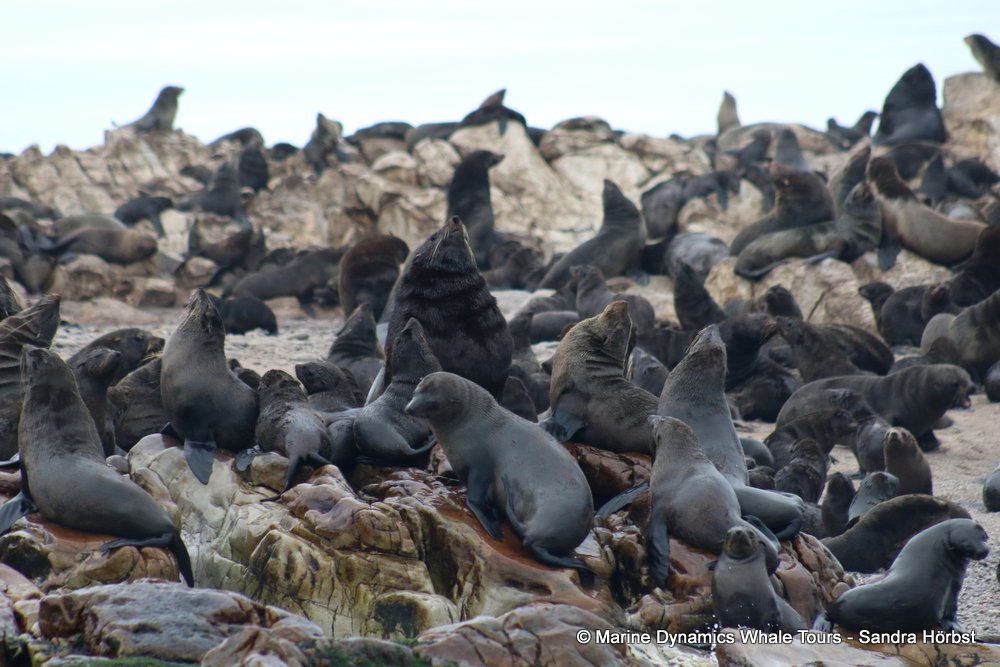 cape fur seal, whale watching, gansbaai, south africa