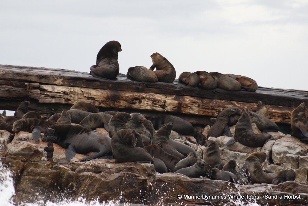 cape fur seal, whale watching, gansbaai, south africa