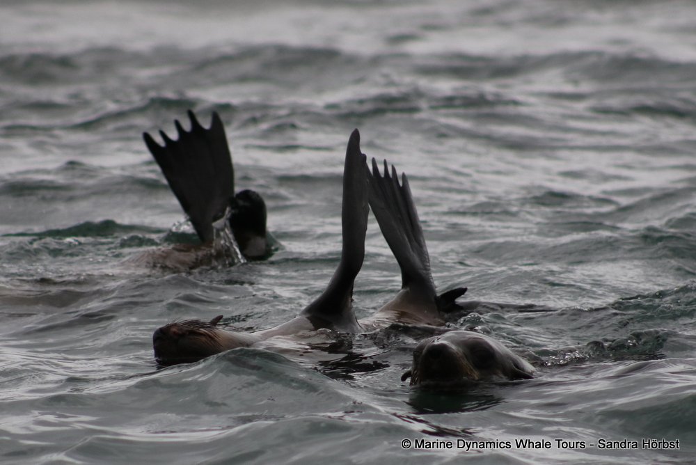 cape fur seal, whale watching, gansbaai, south africa