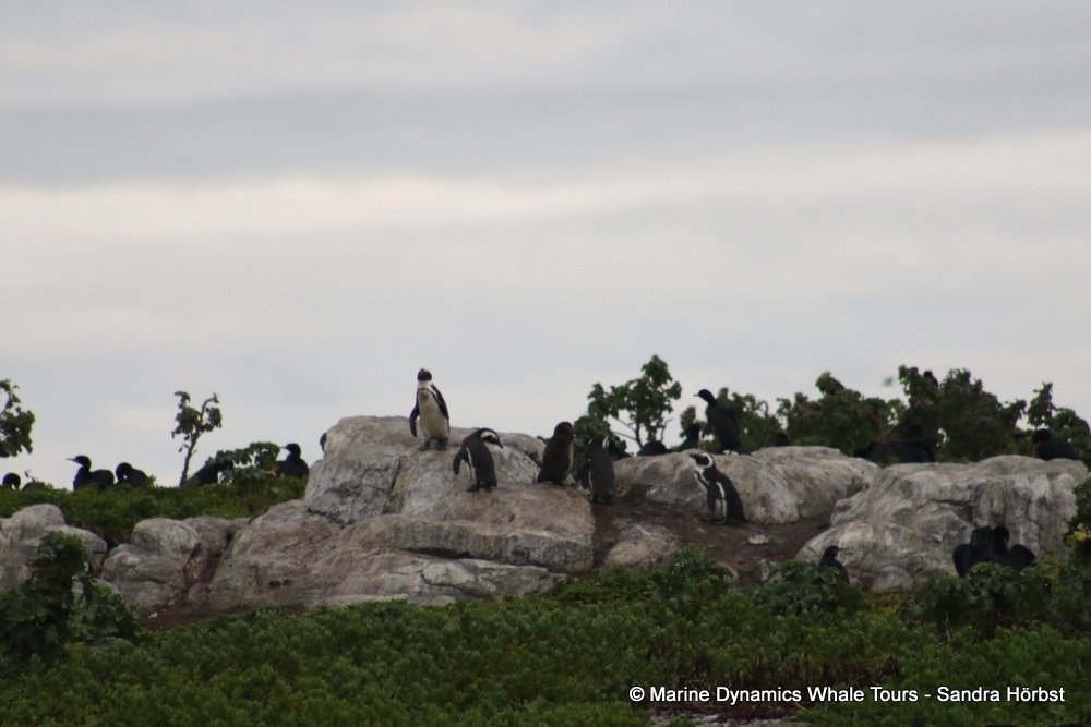 african penguin, whale watching, gansbaai, south africa