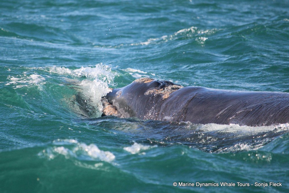 Southern right whale, whale watching, gansbaai, south africa,