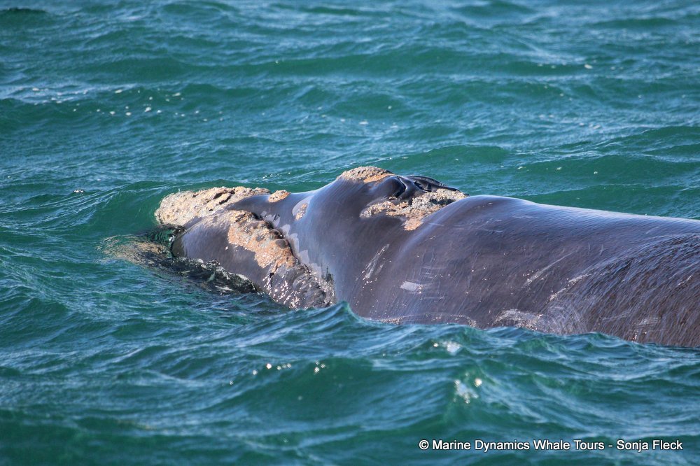 Southern right whale, whale watching, gansbaai, south africa,