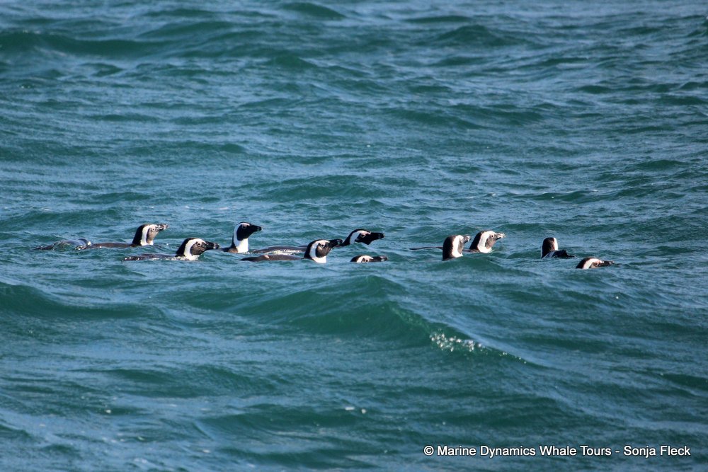 african penguin, whale watching, gansbaai, south africa