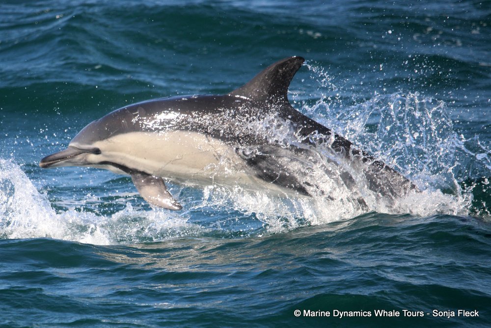 common dolphin, whale watching, gansbaai, south africa