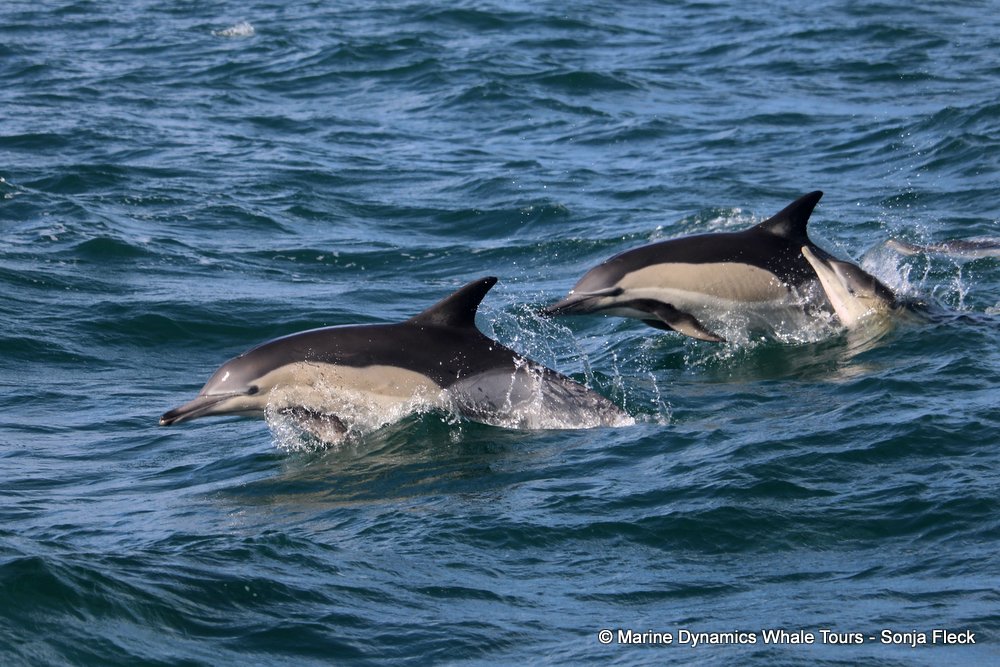common dolphin, whale watching, gansbaai, south africa