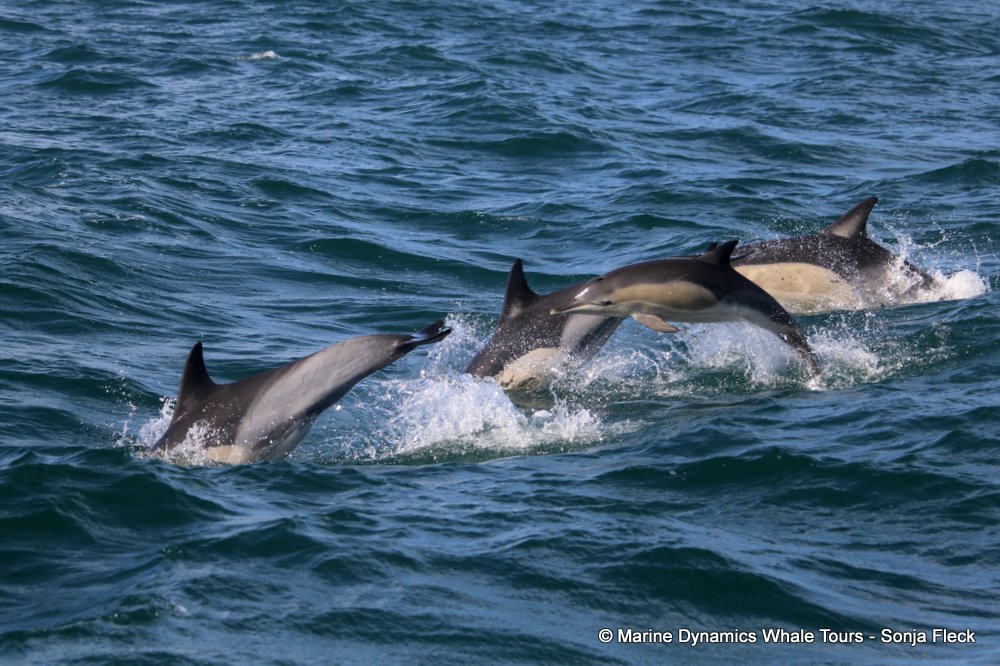 Marine Big 5 Daily Blog 19 September