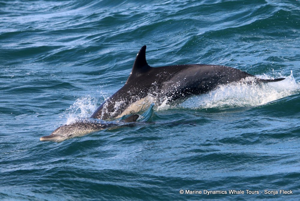 common dolphin, whale watching, gansbaai, south africa