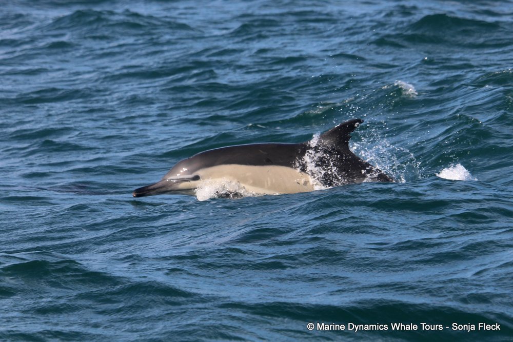 common dolphin, whale watching, gansbaai, south africa