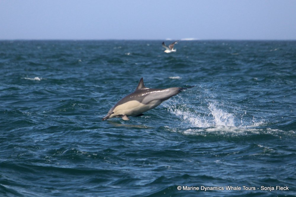 common dolphin, whale watching, gansbaai, south africa