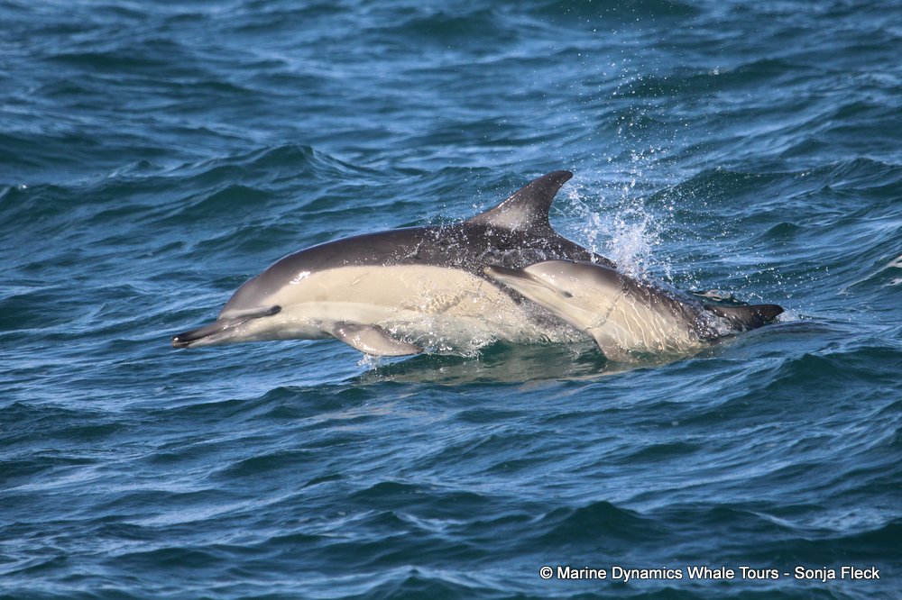 common dolphin, whale watching, gansbaai, south africa