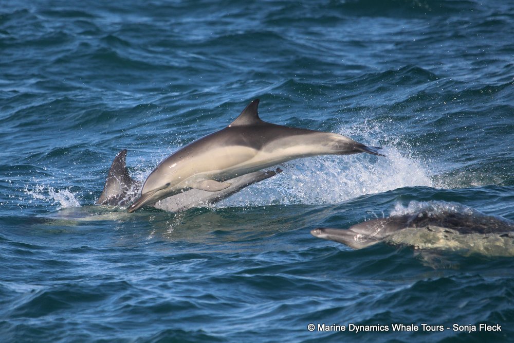 common dolphin, whale watching, gansbaai, south africa