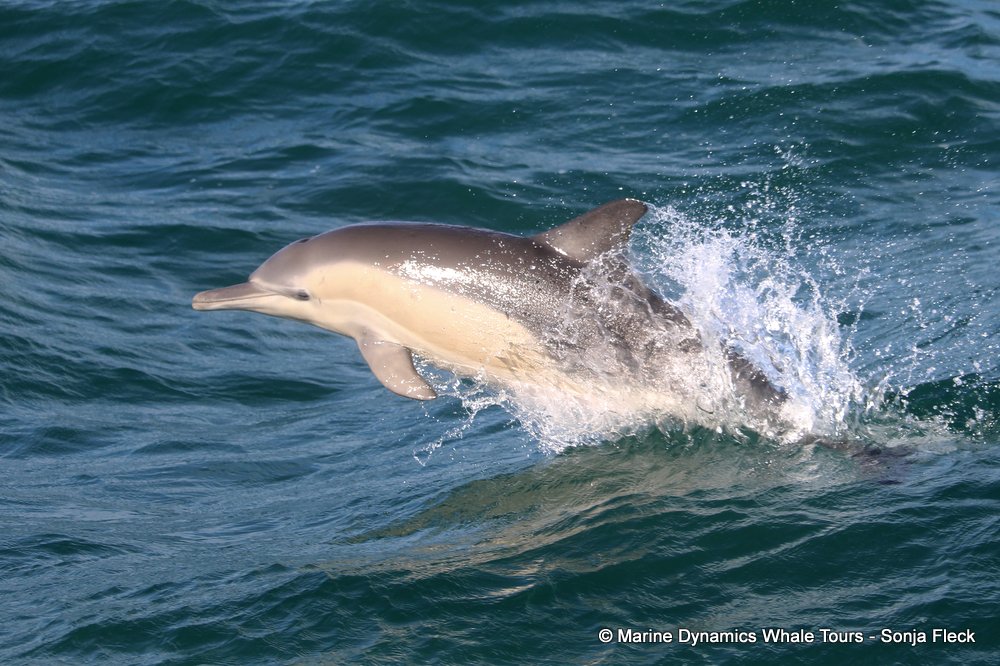 common dolphin, whale watching, gansbaai, south africa