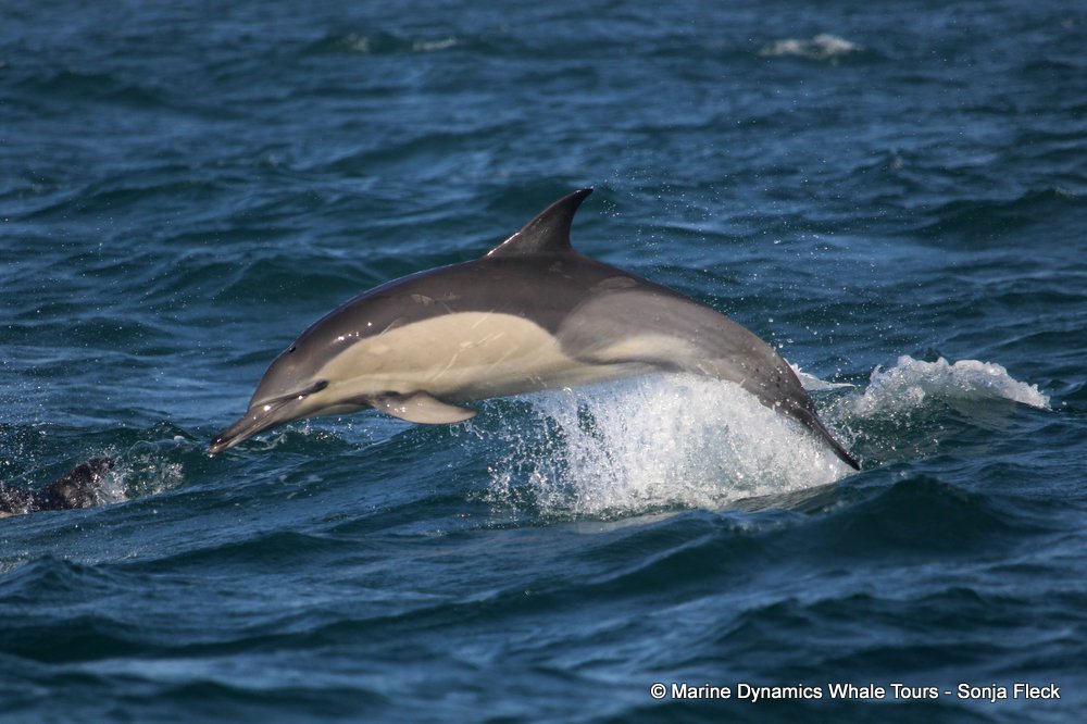 common dolphin, whale watching, gansbaai, south africa