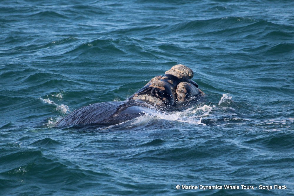Southern right whale, whale watching, gansbaai, south africa,