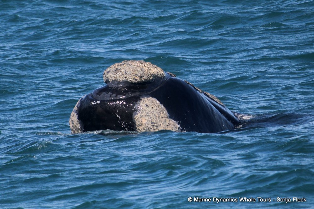 Southern right whale, whale watching, gansbaai, south africa,