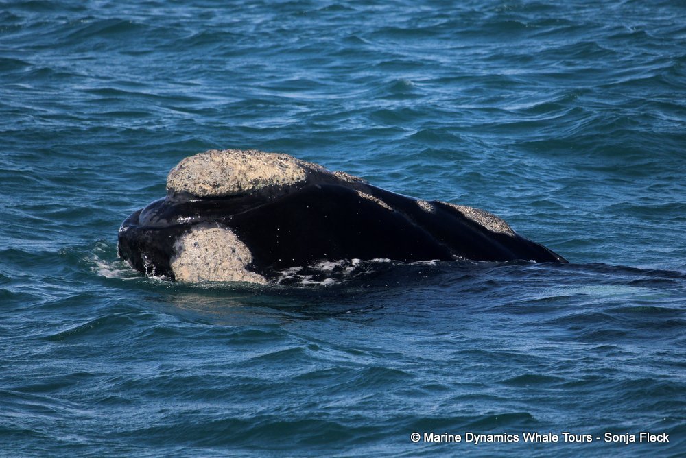 Southern right whale, whale watching, gansbaai, south africa,