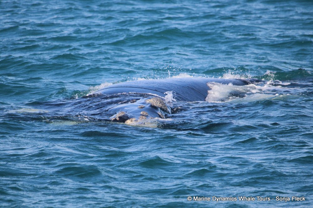 Southern right whale, whale watching, gansbaai, south africa,