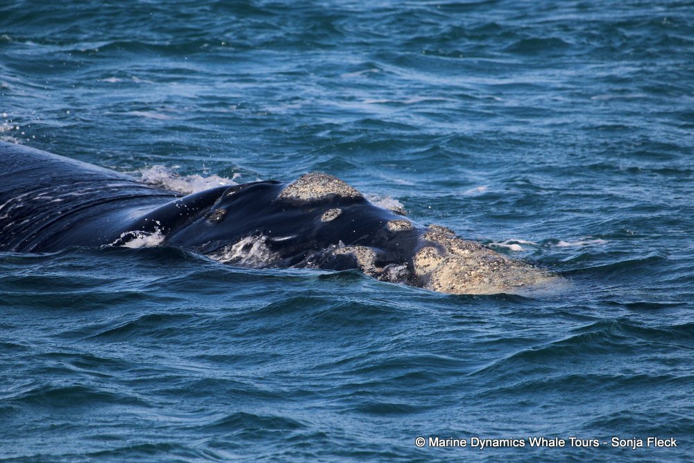Southern right whale, whale watching, gansbaai, south africa,