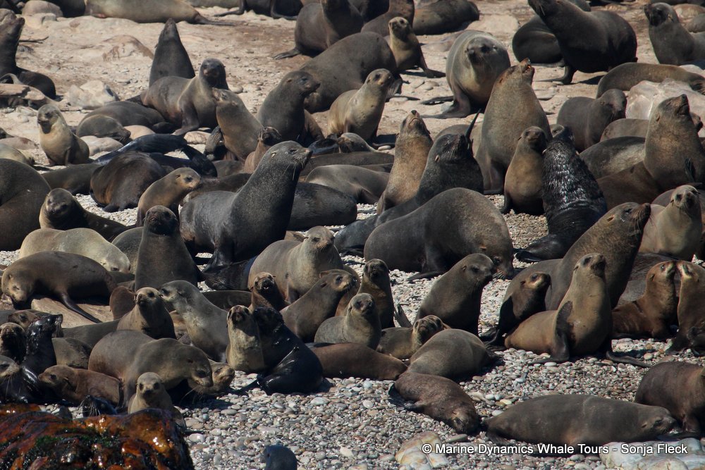 cape fur seal, whale watching, gansbaai, south africa