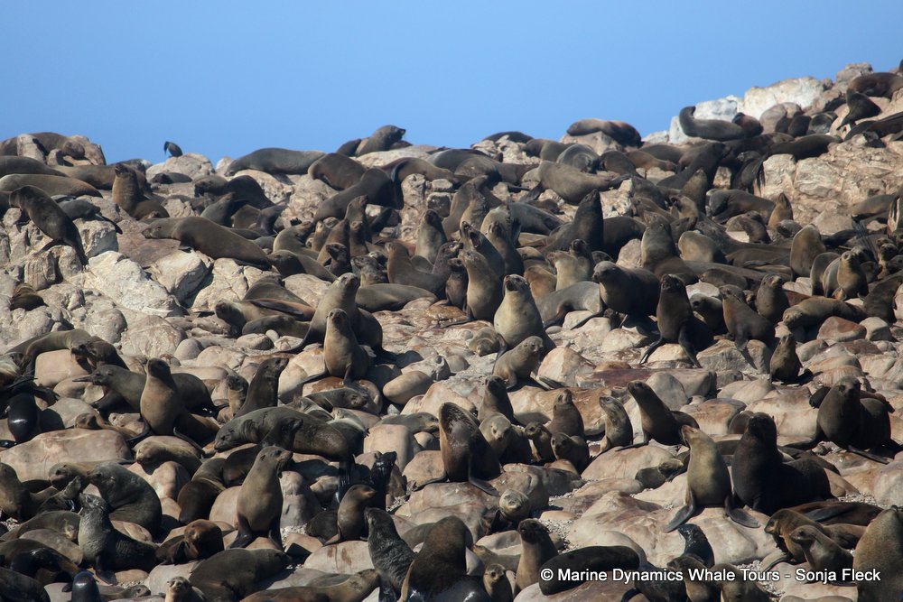 cape fur seal, whale watching, gansbaai, south africa