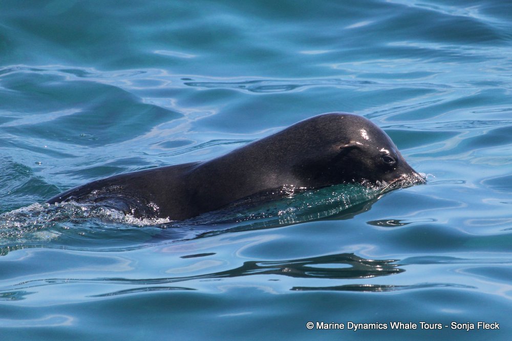 cape fur seal, whale watching, gansbaai, south africa