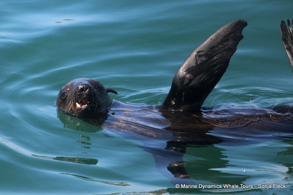 cape fur seal, whale watching, gansbaai, south africa