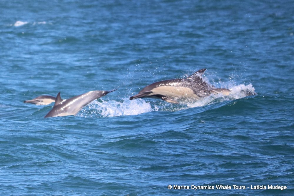 common dolphin, whale watching, gansbaai, south africa