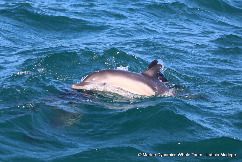 common dolphin, whale watching, gansbaai, south africa