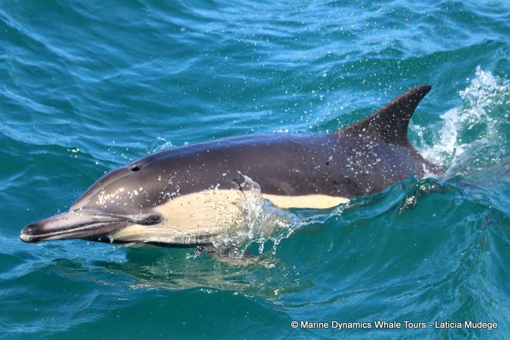 common dolphin, whale watching, gansbaai, south africa