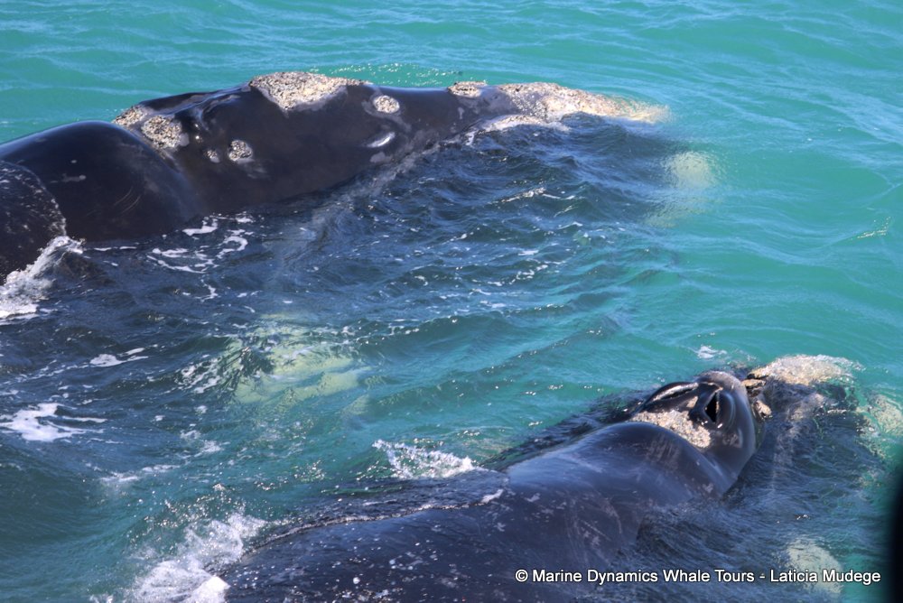 Southern right whale, whale watching, gansbaai, south africa,
