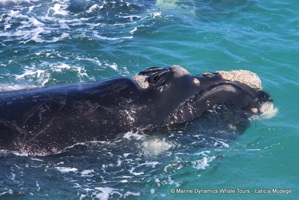 Southern right whale, whale watching, gansbaai, south africa,