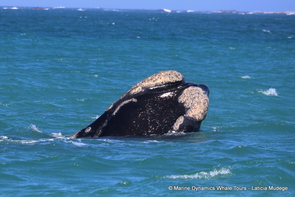 Southern right whale, whale watching, gansbaai, south africa,