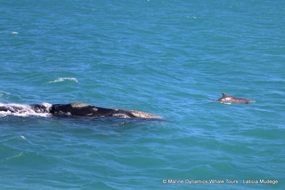 Southern right whale, whale watching, gansbaai, south africa,
