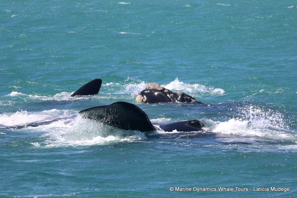 Southern right whale, whale watching, gansbaai, south africa,