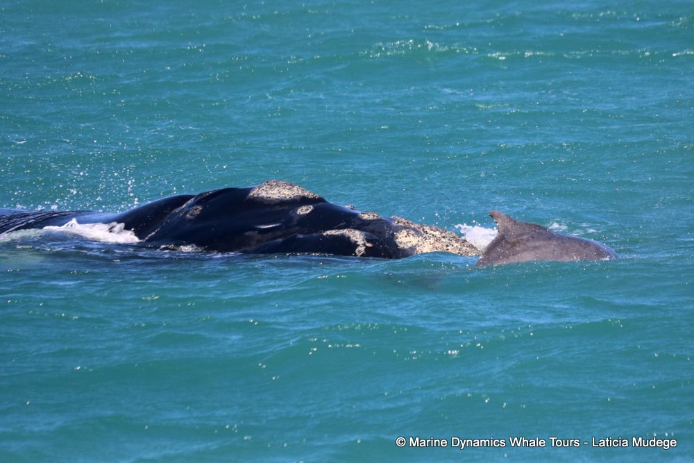 Southern right whale, whale watching, gansbaai, south africa,