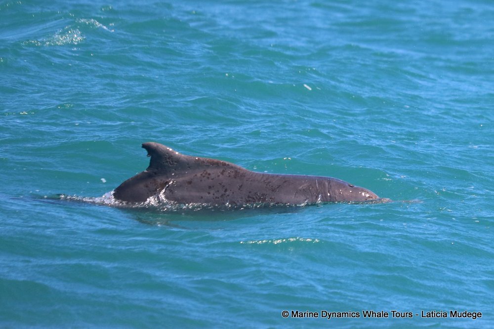 humpback dolphin, whale watching, gansbaai, south africa