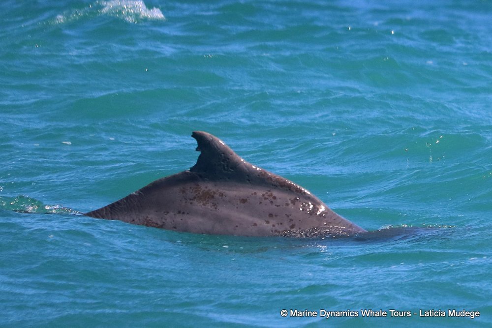 humpback dolphin, whale watching, gansbaai, south africa