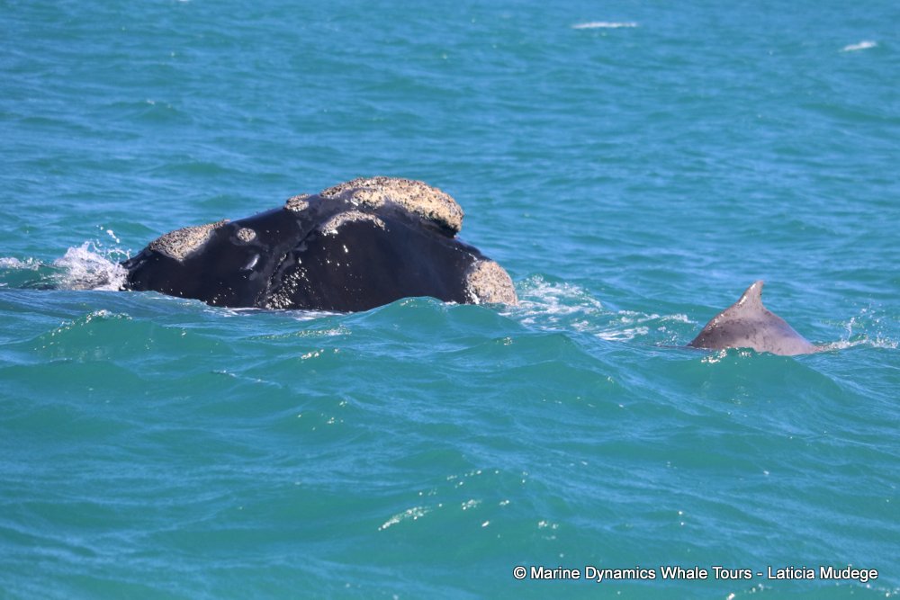 Southern right whale, whale watching, gansbaai, south africa,