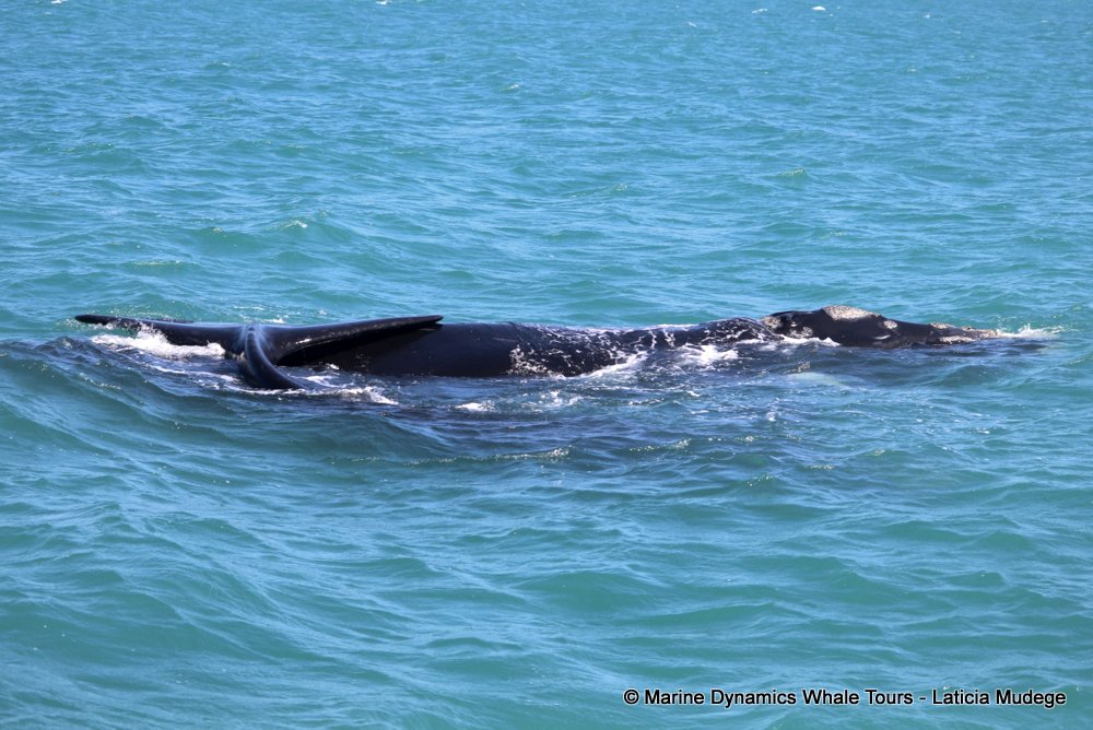 Southern right whale, whale watching, gansbaai, south africa,