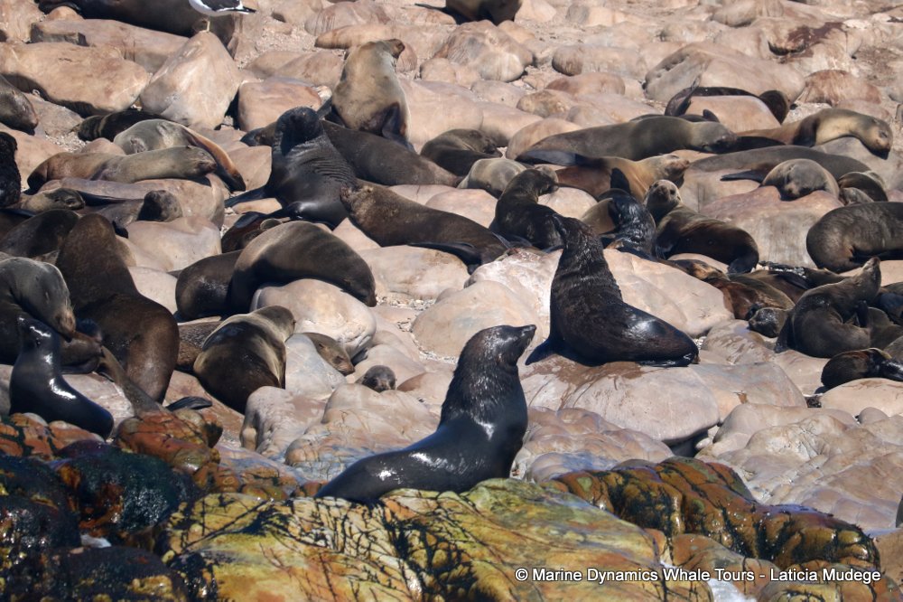 cape fur seal, whale watching, gansbaai, south africa