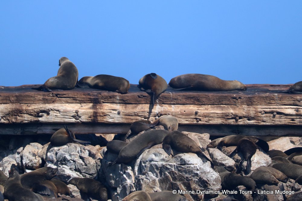cape fur seal, whale watching, gansbaai, south africa