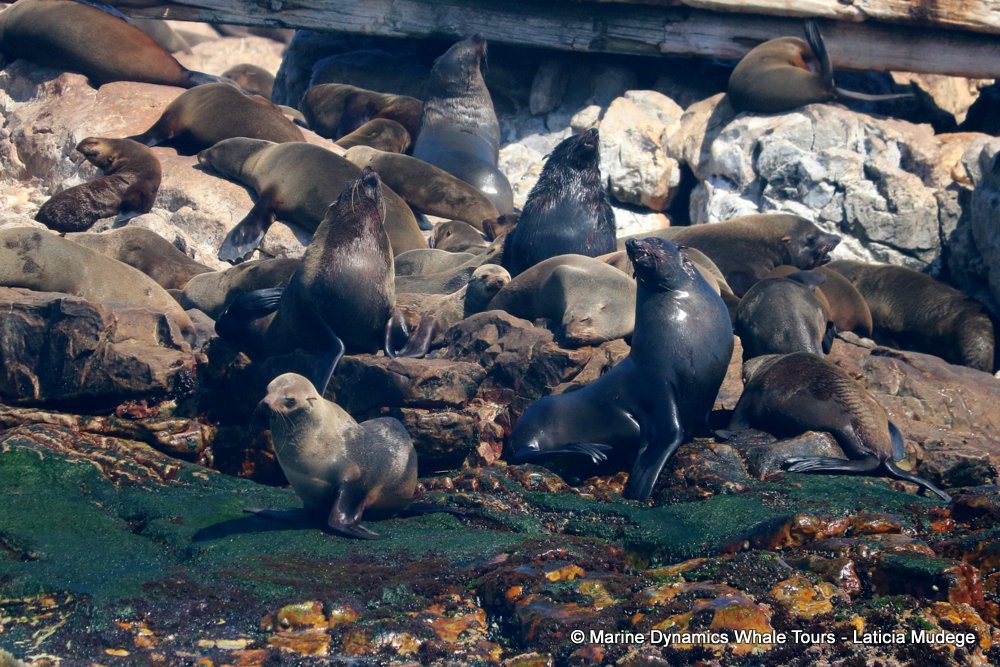 cape fur seal, whale watching, gansbaai, south africa