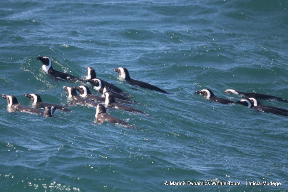 african penguin, whale watching, gansbaai, south africa