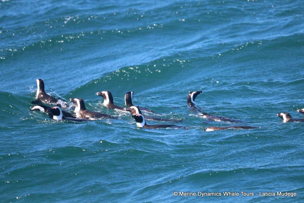 african penguin, whale watching, gansbaai, south africa