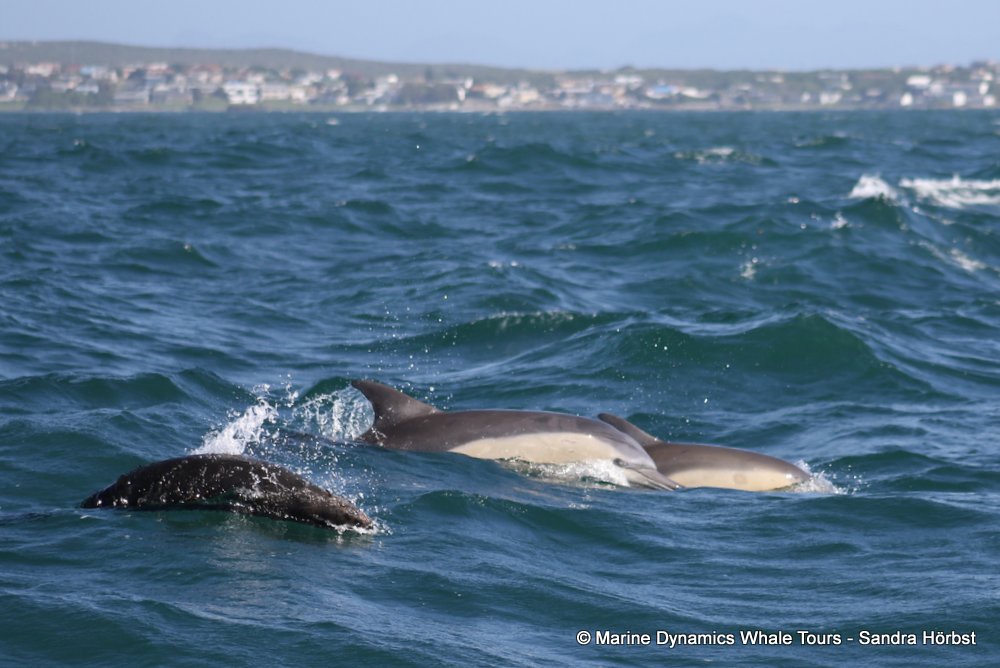 dolphin, whale watching, gansbaai, south africa,