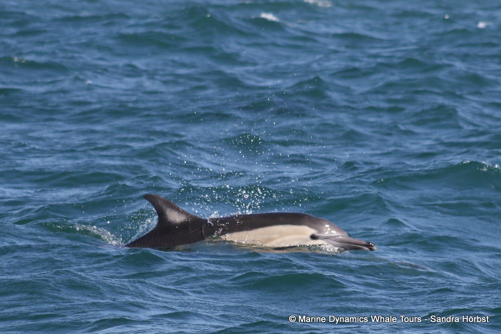dolphin, whale watching, gansbaai, south africa,