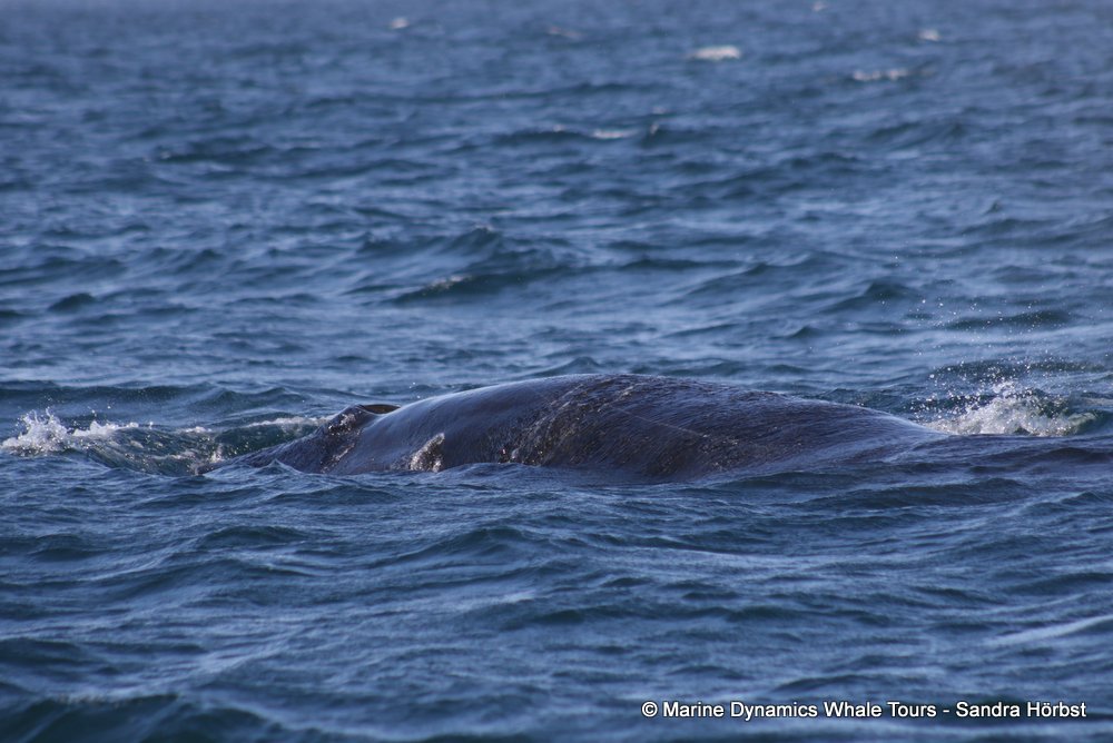 bryde's whale, whale watching, gansbaai, south africa,