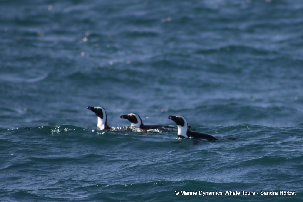 penguins, whale watching, gansbaai, south africa,